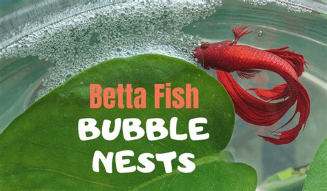 Betta Bubble Nest: Why Are They Made & What Do .